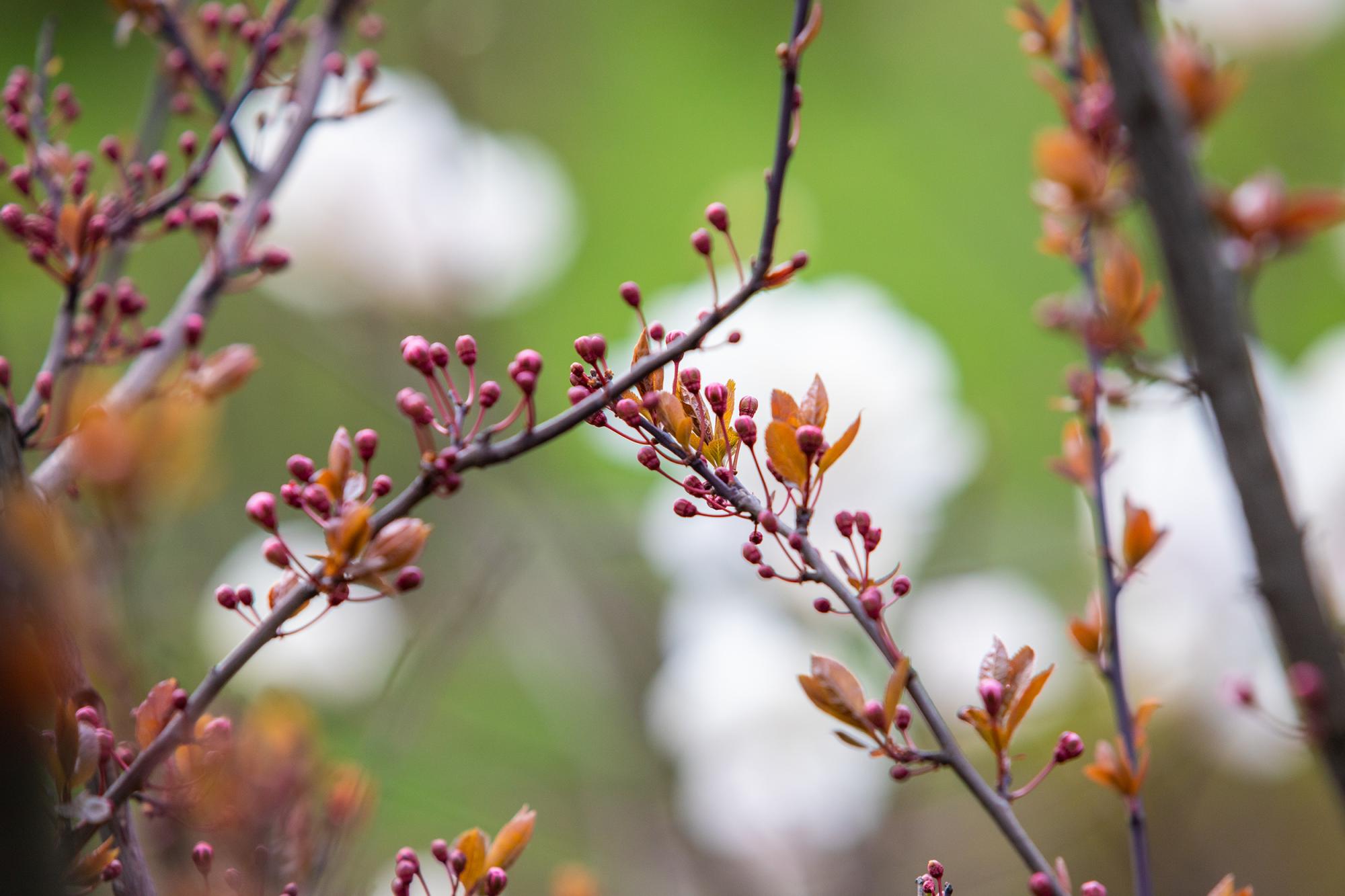 У Києві розцвіли магнолії і сакури: де побачити цю красу